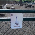 zoo, tabliczka z napisem Maurycy przy jednym z wybiegów