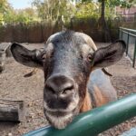 głowa kozy wystająca ponad ogrodzenie w zoo