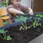 dziewczynka sadzi truskawki